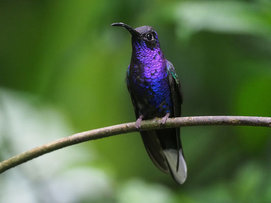 VIOLETTDEGENFLÜGEL, VIOLET SABREWING, CAMPYLOPTERUS HEMILEUCURUS