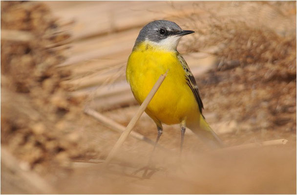 IBERISCHE SCHAFSTELZE, YELLOW WAGTAIL, MOTACILLA IBERIAE