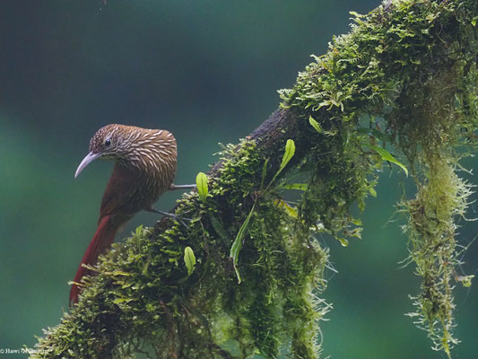 BERGWALD-BAUMSTEIGER, MONTANE WOODCREEPER - LEPIDOCOLAPTES LACRYMIGER