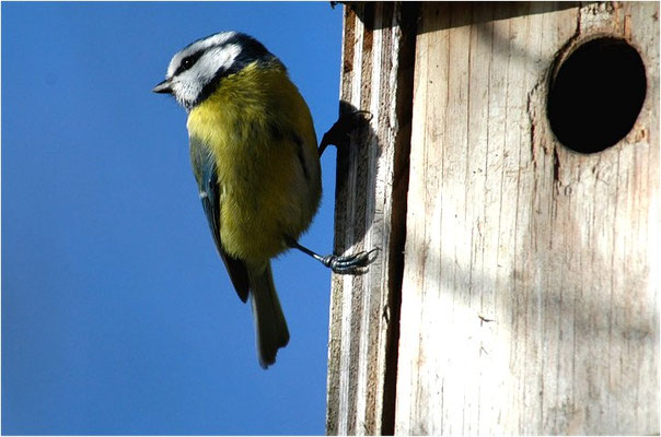 BLAUMEISE, BLUE TIT, CYANISTES CAERULEUS