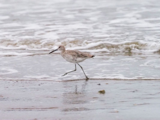 Schlammtreter, Willet - Tringa semipalmata