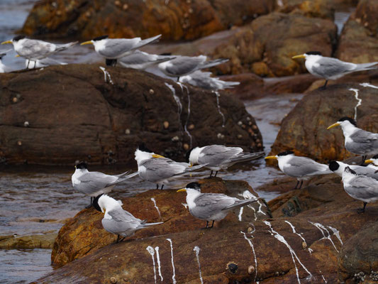 EILSEESCHWALBE, SWIFT TERN, THALASSEUS BERGII 