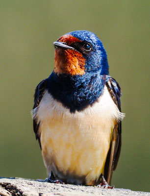 RAUCHSCHWALBE, BARN SWALLOW, HIRUNDO RUSTICA