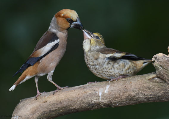 KERNBEISSER, HAWFINCH, COCCOTHRAUSTES  COCCOTHRAUSTES