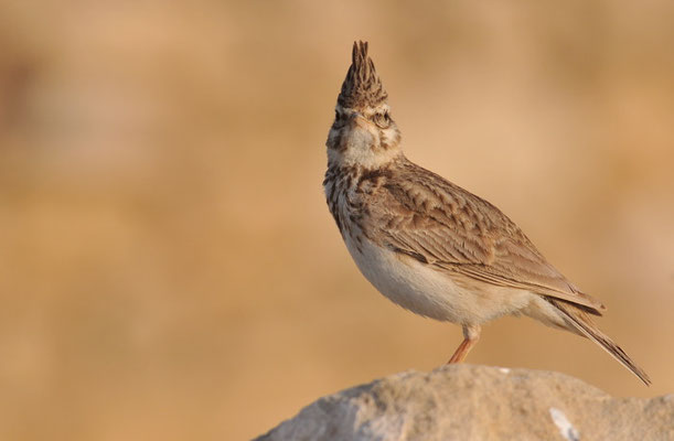 HAUBENLERCHE, CRESTED LARK, GALERIDA CRISTATA
