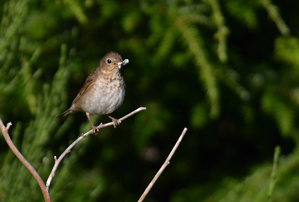 ZWERGDROSSEL, SWAINSON´S TRUSH, CATHARUS USTULATUS