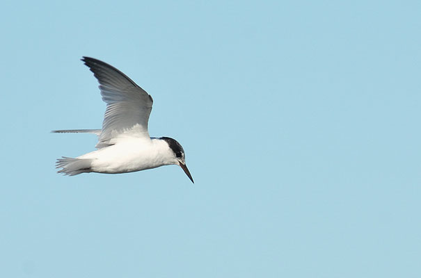 ZWERGSEESCHWALBE, LITTLE TERN, STERNULA ALBIFRONS