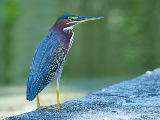 GRÜNREIHER, GREEN HERON, BUTORIDES VIRESCENS