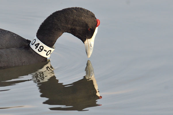 KAMMBLÄSSRALLE, RED-KNOBBED COOT, FULICA CRISTATA