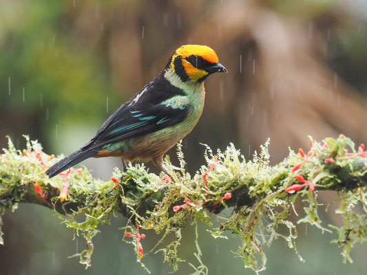 ROTSTIRNTANGARE, FLAME-FACED TANAGER - TANGARA PARZUDAKII