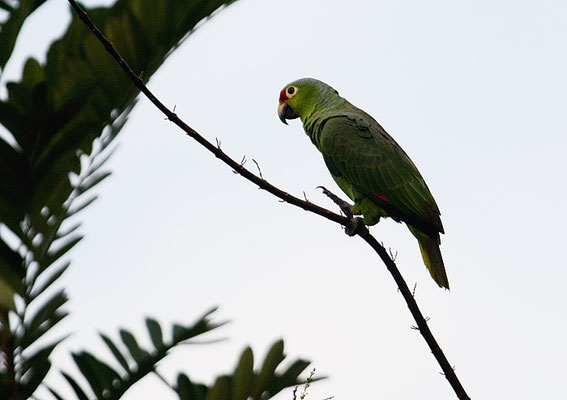 GELBWANGENAMAZONE, RED-LORED PARROT, AMAZONA AUTUMNALIS