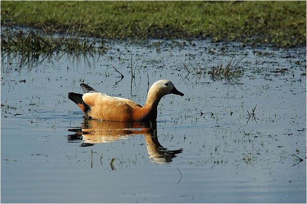 ROSTGANS, RUDDY SHELDUCK, TADORNA FERRUGINEA