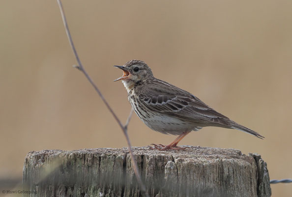 BAUMPIEPER, TREE PIPIT, ANTHUS TRIVIALIS