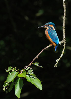EISVOGEL, COMMON KINGFISHER, ALCEDO ATTHIS