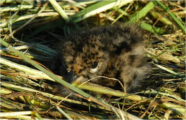 KIEBITZ, NORTHERN LAPWING, VANELLUS VANELLUS