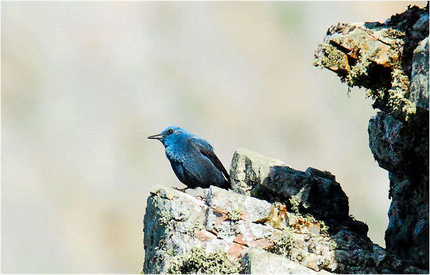 BLAUMERLE, BLUE ROCK THRUSH, MONTICOLA SOLITARIUS