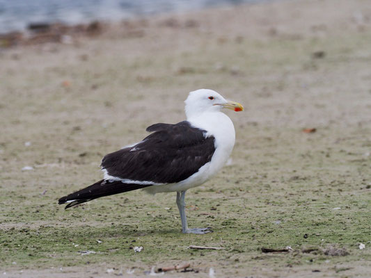 DOMINIKANERMÖWE, KELP GULL, LARUS DOMINICANUS