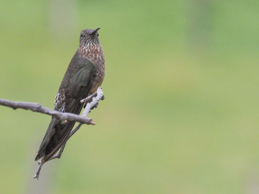 RIESENKOLIBRI, GIANT HUMMINGBIRD - PATAGONA GIGAS