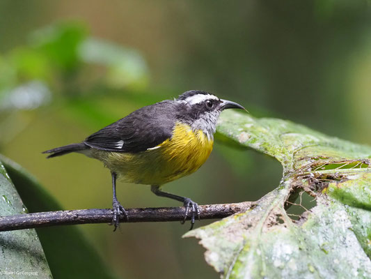 ZUCKERVOGEL, BANANAQUIT - COEREBA FLAVEOLA