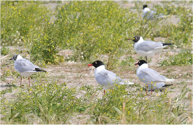 SCHWARZKOPFMÖWE, MEDITERRANEAN GULL, LARUS MELANOCEPHALUS