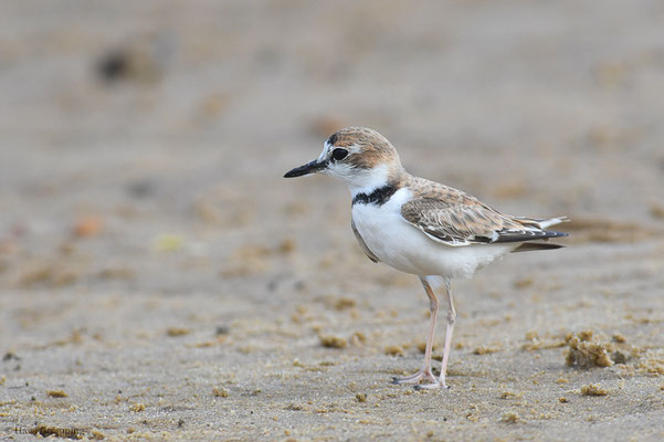 SCHLANKSCHNABELREGENPFEIFER, COLLARED PLOVER, CHARADRIUS COLLARIS