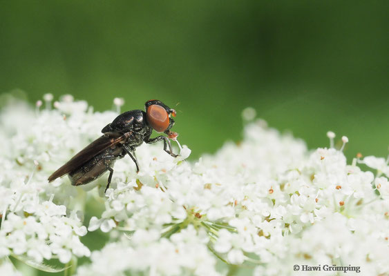 GEMEINE SMARAGDSCHWEBFLIEGE- CHRYSOGASTER SOLSTITIALIS