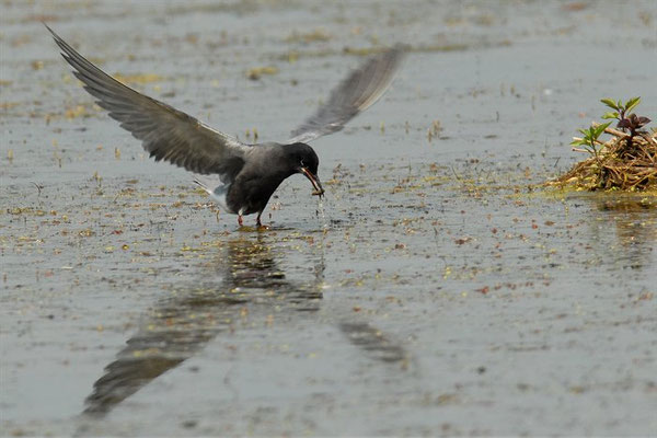 TRAUERSEESCHWALBE, BLACK TERN, CHLIDONIAS NIGER