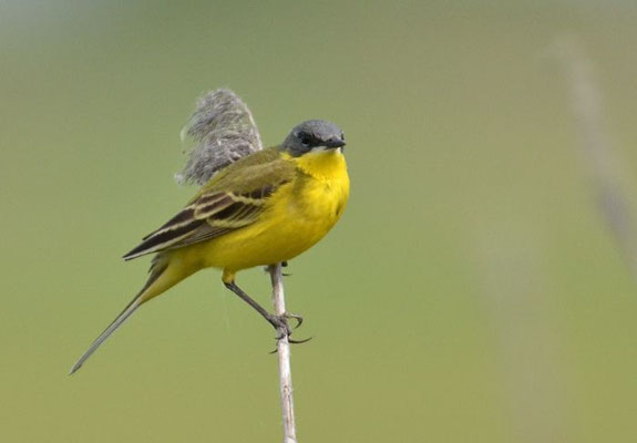 THUNBERGSCHAFSTELZE, YELLOW WAGTAIL THUNBERGI, MOTACILLA FLAVA THUNBERGI
