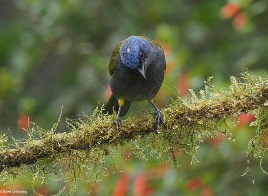 BLAUKAPPEN-TANGARE, BLUE-CAPPED TANAGER - SPORATHRAUPIS CYANOCEPHALA