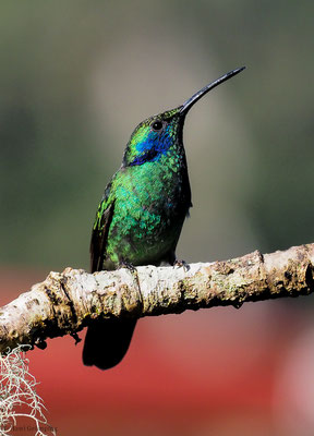 KLEINER VEILCHENOHRKOLIBRI, GREEN VIOLET-EAR, COLIBRI THALASSINUS