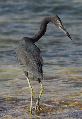 BLAUREIHER, LITTLE BLUE HERON, EGRETTA CAERULEA