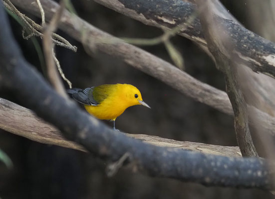 ZITRONENWALDSÄNGER, PROTHONOTARY WARBLER, PROTONOTARIA CITREA