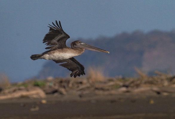 BRAUNER PELIKAN, BROWN PELICAN, PELECANUS OCCIDENTALIS