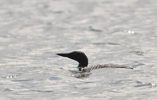 EISTAUCHER, ARCTIC LOON, GAVIA ARCTICA