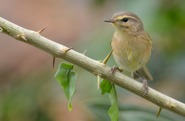 KANARENZILPZALP, CANARY ISLANDS CHIFFCHAFF, PHYLLOSCOPUS CANARIENSIS