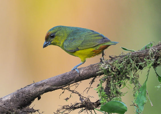 OLIVRÜCKENORGANIST, OLIVE-BACKED EUPHONIA, EUPHONIA GOULDI