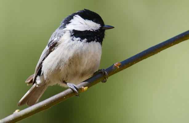 TANNENMEISE, COAL TIT, PERIPARUS ATER