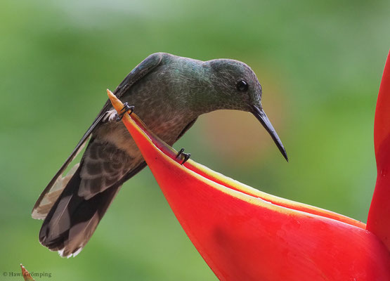 SCHUPPENBRUSTKOLIBRI, SCALY-BREASTED HUMMINGBIRD, PHAEOCHROA CUVIERII