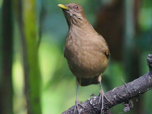 GILBDROSSEL, CLAY-COLORED ROBIN, TURDUS GRAYI