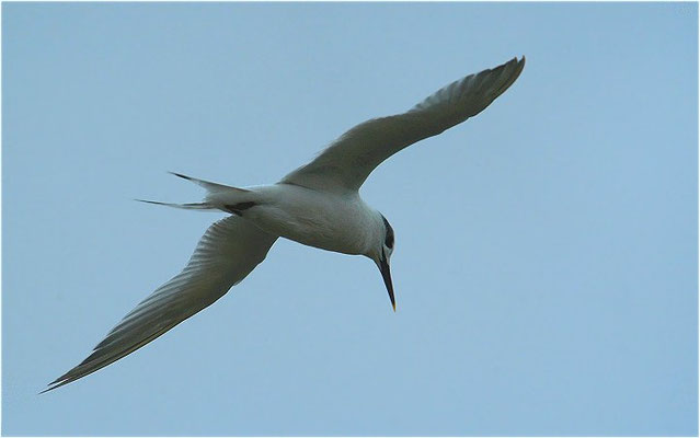 BRANDSEESCHWALBE, SANDWICH TERN, STERNA SANDVICENSIS