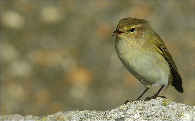 ZILPZALP, CHIFFCHAFF, PHYLLOSCOPUS COLLYBITA