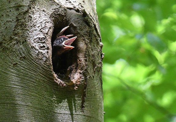 SCHWARZSPECHT,  BLACK WOODPECKER, DRYOCOPUS MARTIUS