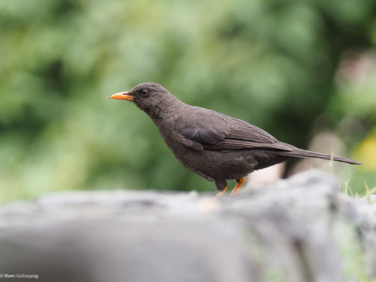 RIESENDROSSEL, GREAT THRUSH - TURDUS FUSCATER