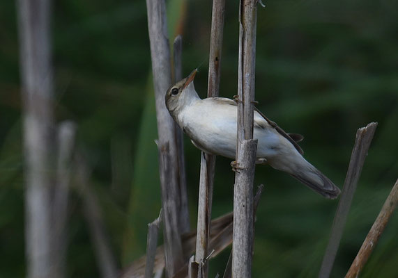 BLASSSPÖTTER, OLIVACEUS WARBLER, IDUNA PALLIDA