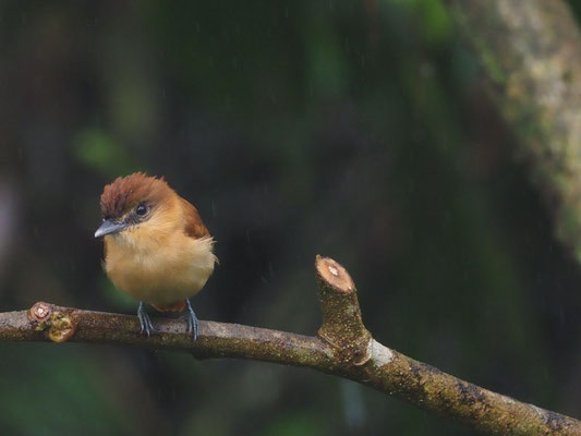 ZIMTBEKARDE, CINNAMON BECARD - PACHYRAMPHUS CINNAMOMEUS