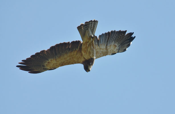 PRÄRIEBUSSARD, SWAINSON´S HAWK, BUTEO SWAINSONI
