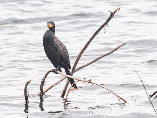 OLIVENSCHARBE, NEOTROPIC CORMORANT - PHALACROCORAX BRASILIANUS