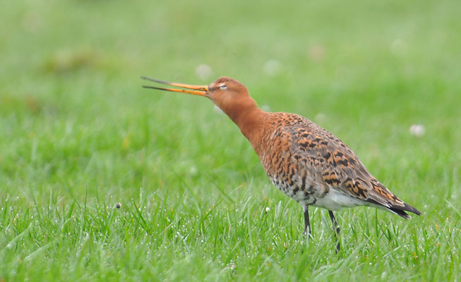 Isländische Uferschnepfe, Black-tailed Godwit islandica, Limosa limosa islandica