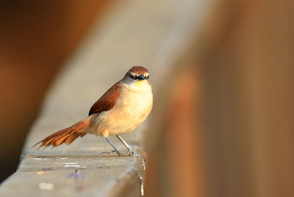 GELBKEHLSCHLÜPFER, YELLOW-THROATED SPINETAIL, CERTHIAXIS CINNAMOMEUS