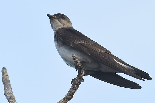 Braunbrustschwalbe, Brown-chested Martin, Progne tapera